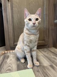 Lost Male Cat last seen Tampa and Nordhoff St dollar tree, Los Angeles, CA 91324