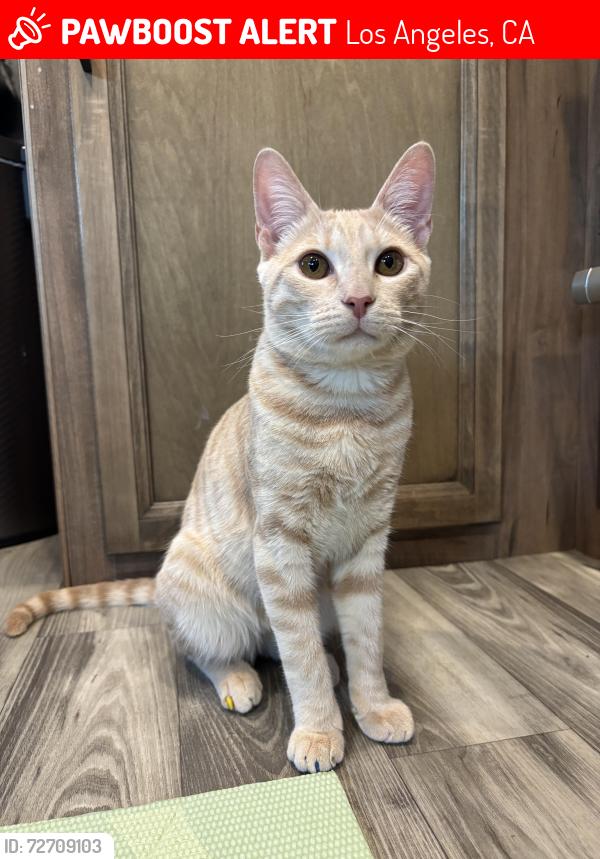 Lost Male Cat last seen Tampa and Nordhoff St dollar tree, Los Angeles, CA 91324
