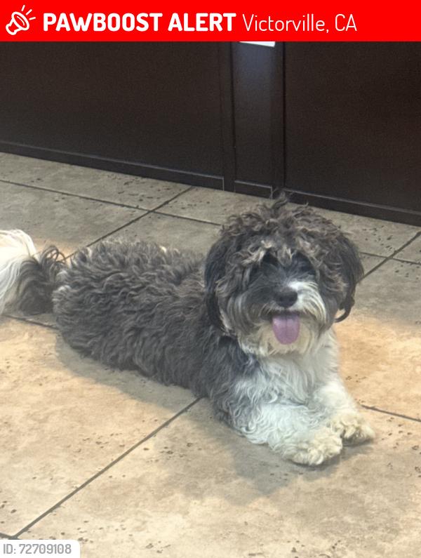 Lost Male Dog last seen Near Lehigh ct Victorville 92392, Victorville, CA 92392
