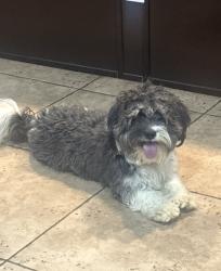 Lost Male Dog last seen Near Lehigh ct Victorville 92392, Victorville, CA 92392