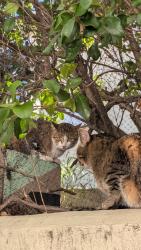 Found/Stray Female Cat last seen Near s, La Mesa, CA 91942