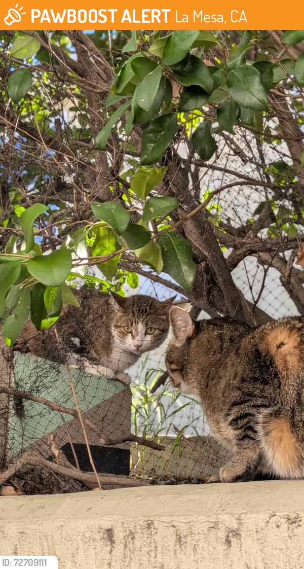 Found/Stray Female Cat last seen Near s, La Mesa, CA 91942