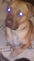 Lost Male Dog last seen Near Shannon ave , Indianapolis, IN 46218