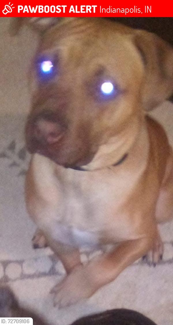 Lost Male Dog last seen Near Shannon ave , Indianapolis, IN 46218