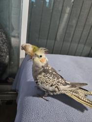 Lost Female Bird last seen Stardust Ln, San Jose, CA 95123