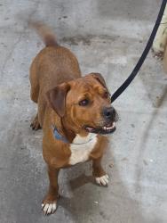 Found/Stray Male Dog last seen Herman & Pfierrer , Evansville, IN 47711