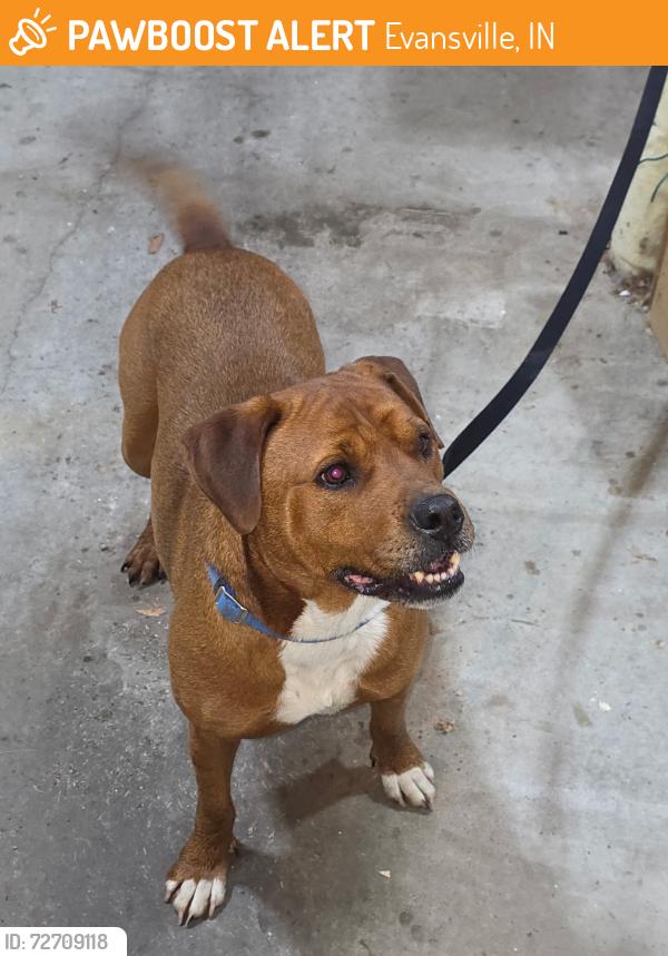 Found/Stray Male Dog last seen Herman & Pfierrer , Evansville, IN 47711