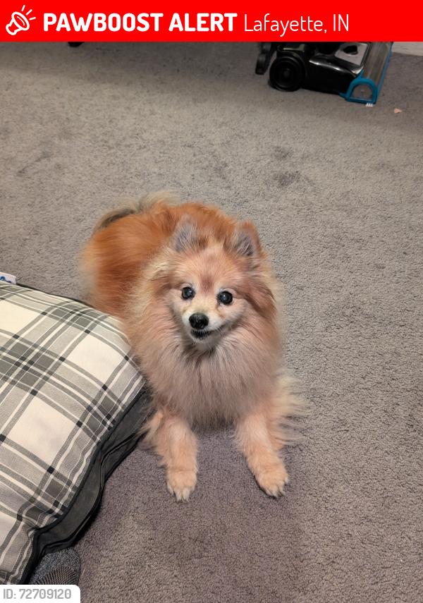 Lost Male Dog last seen Ortman Ln/Victoria Ave , Lafayette, IN 47909
