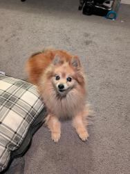 Lost Male Dog last seen Ortman Ln/Victoria Ave , Lafayette, IN 47909