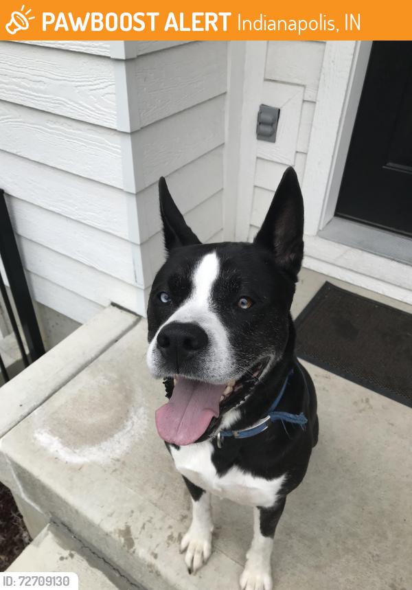 Found/Stray Male Dog last seen Spruce street and fletcher avenue, Indianapolis, IN 46203