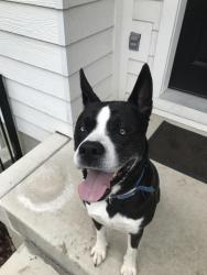 Found/Stray Male Dog last seen Spruce street and fletcher avenue, Indianapolis, IN 46203