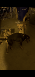 Lost Female Dog last seen Titanic and Mercury, El Paso, TX 79904