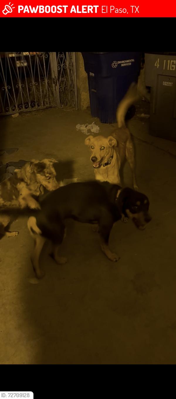 Lost Female Dog last seen Titanic and Mercury, El Paso, TX 79904