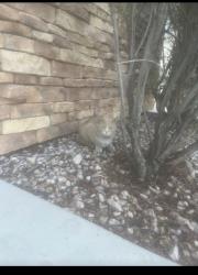 Found/Stray Unknown Cat last seen Sunset and durango , Las Vegas, NV 89148