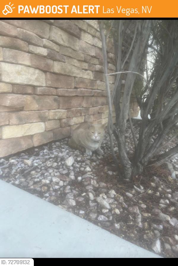 Found/Stray Unknown Cat last seen Sunset and durango , Las Vegas, NV 89148