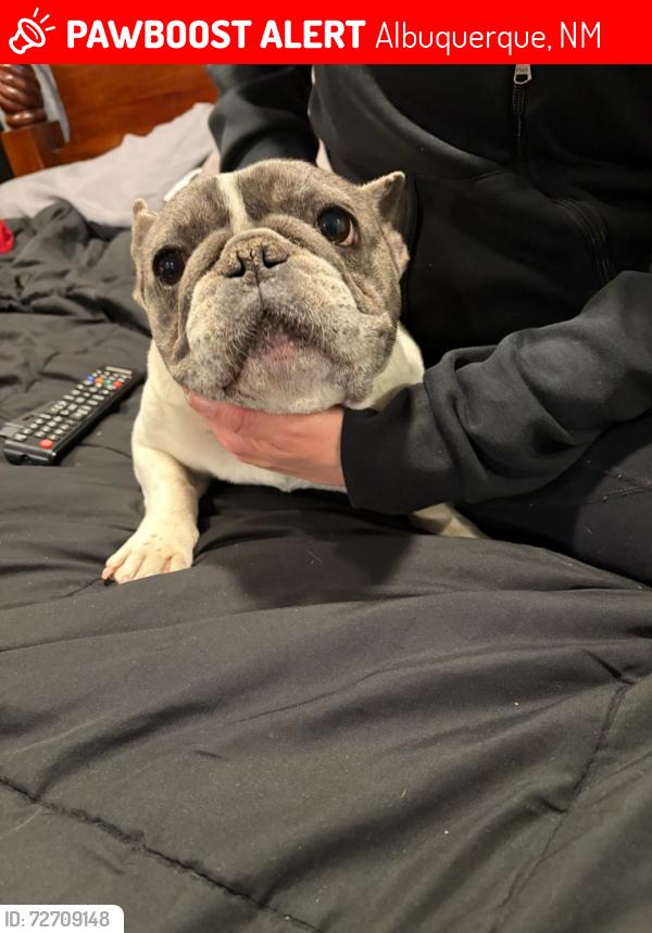 Lost Female Dog last seen 240shirk ln , Albuquerque, NM 87105