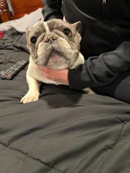 Lost Female Dog last seen 240shirk ln , Albuquerque, NM 87105