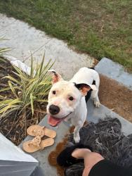 Found/Stray Female Dog last seen 66th Ave and 32nd street n , St. Petersburg, FL 33702