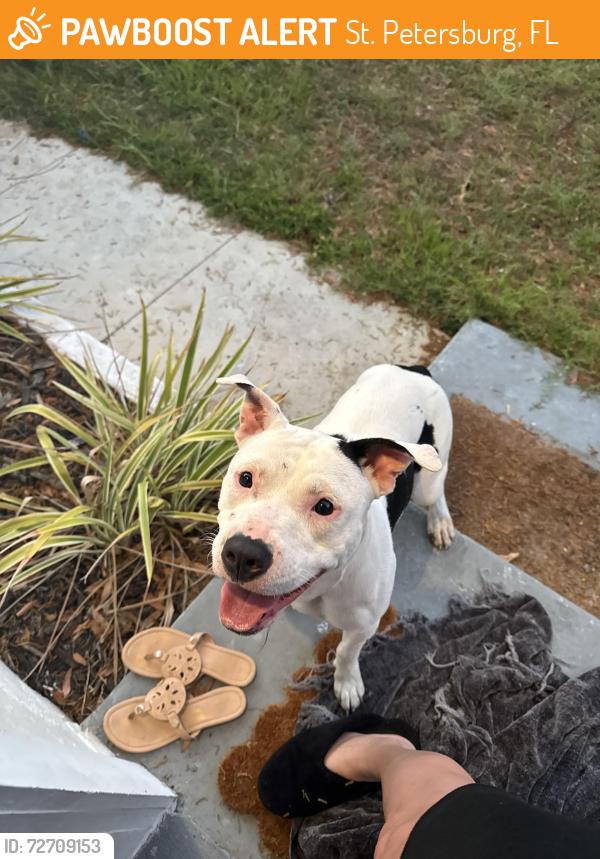 Found/Stray Female Dog last seen 66th Ave and 32nd street n , St. Petersburg, FL 33702
