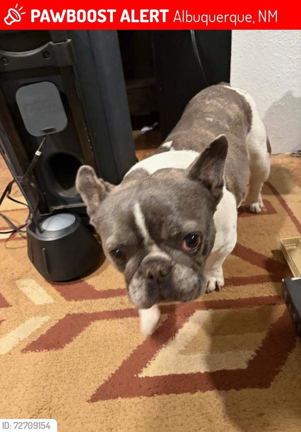 Lost Female Dog last seen Near shirk ln , Albuquerque, NM 87105
