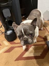 Lost Female Dog last seen Near shirk ln , Albuquerque, NM 87105