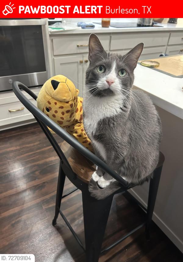 Lost Male Cat last seen Near Ryer Trl, Burleson, TX 76028, Burleson, TX 76028