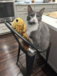 Lost Male Cat last seen Near Ryer Trl, Burleson, TX 76028, Burleson, TX 76028
