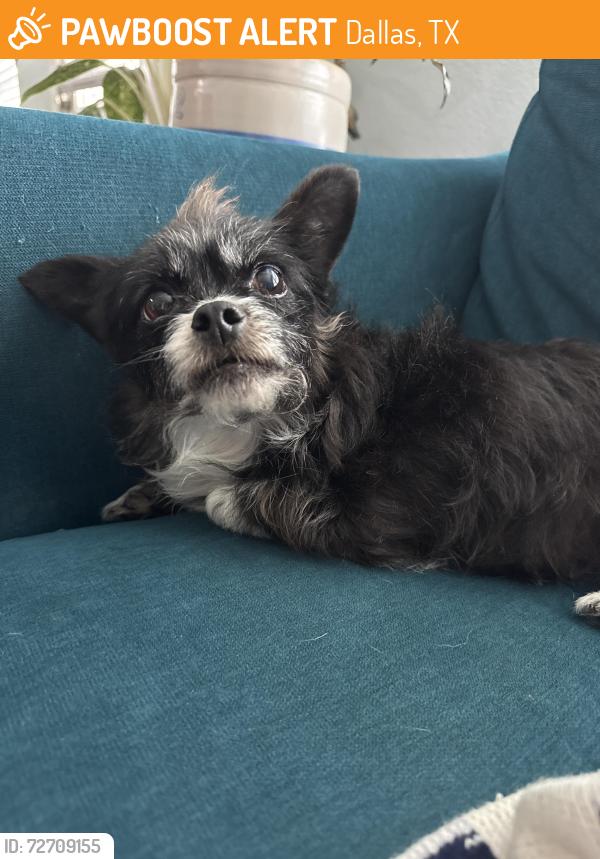 Found/Stray Female Dog last seen Neighborhood behind the Dallas Zoo, Dallas, TX 75203