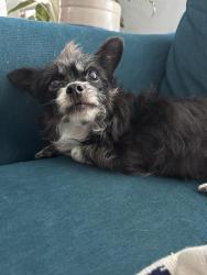 Found/Stray Female Dog last seen Neighborhood behind the Dallas Zoo, Dallas, TX 75203