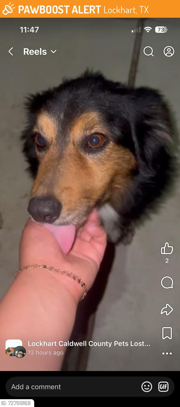 Found/Stray Male Dog last seen Redchinned Drive, Wirecrested Drive, Lockhart, TX 78644