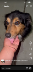 Found/Stray Male Dog last seen Redchinned Drive, Wirecrested Drive, Lockhart, TX 78644