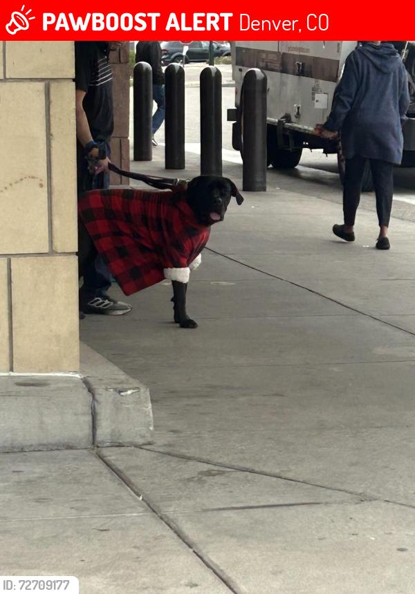 Lost Unknown Dog last seen Near Quebec St, Denver, CO 80207 , Denver, CO 80207