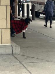 Lost Unknown Dog last seen Near Quebec St, Denver, CO 80207 , Denver, CO 80207
