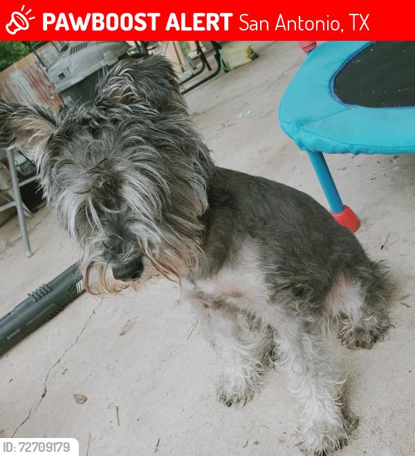 Lost Male Dog last seen Heather hill, San Antonio, TX 78228