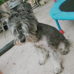 Lost Male Dog last seen Heather hill, San Antonio, TX 78228