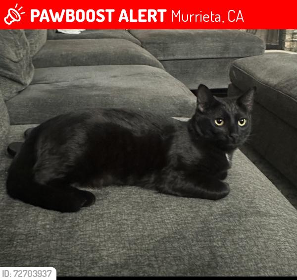 Lost Female Cat last seen Clinton Keith/ WoodenHorse Trail/Gingerbread, Murrieta, CA 92562