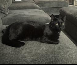 Lost Female Cat last seen Clinton Keith/ WoodenHorse Trail/Gingerbread, Murrieta, CA 92562