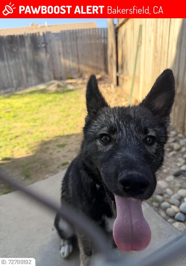 Lost Female Dog last seen Law and bluegrass dr, Bakersfield, CA 93312
