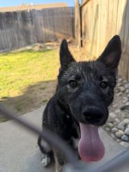 Lost Female Dog last seen Law and bluegrass dr, Bakersfield, CA 93312