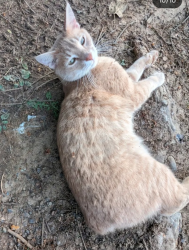 Lost Male Cat last seen waynesville country club area near green view dr,/ Oakdale rd, smoky mountain sanctuary area. , Waynesville, NC 28786