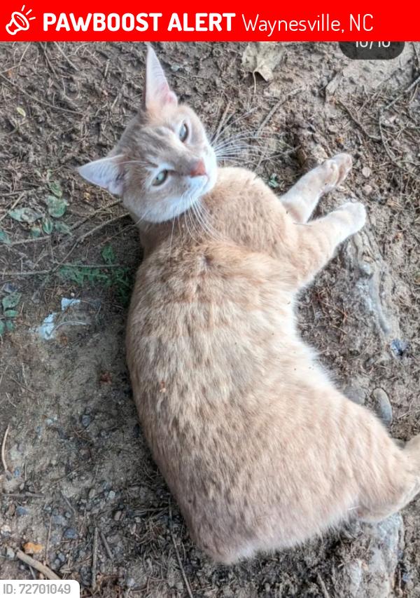 Lost Male Cat last seen waynesville country club area near green view dr,/ Oakdale rd, smoky mountain sanctuary area. , Waynesville, NC 28786