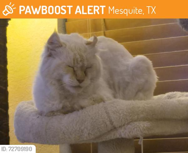 Found/Stray Female Cat last seen Longshadow Ln and Regent St, Mesquite, TX 75149