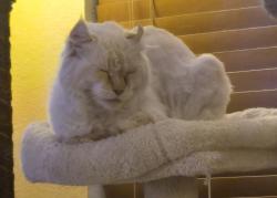 Found/Stray Female Cat last seen Longshadow Ln and Regent St, Mesquite, TX 75149