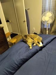 Lost Female Cat last seen Post office , Fayetteville, NC 28314