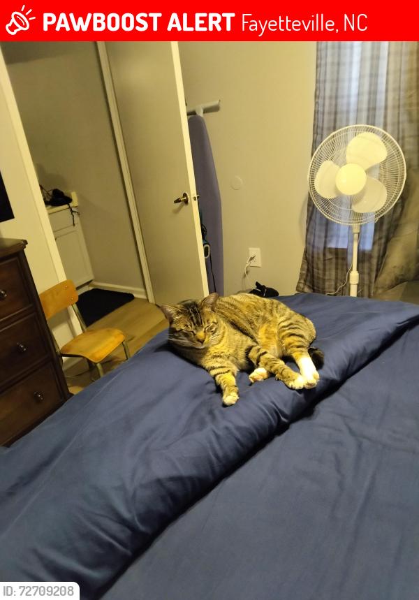 Lost Female Cat last seen Post office , Fayetteville, NC 28314