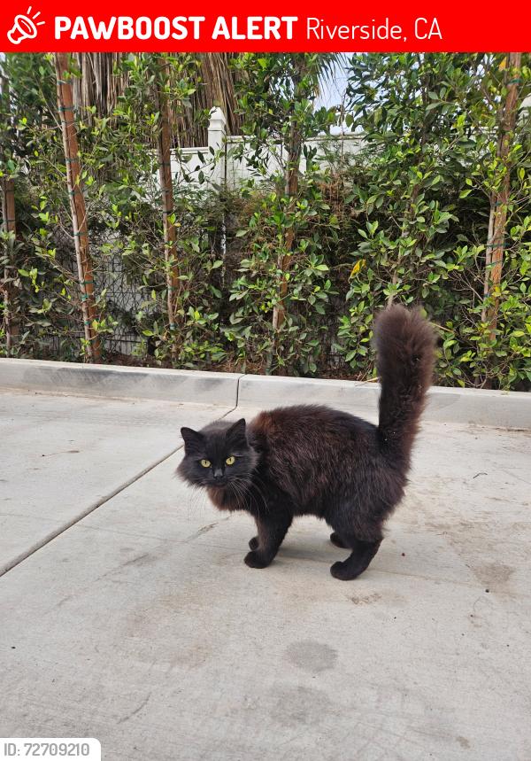 Lost Female Cat last seen University Ave and Sedgwick Ave, Riverside , Riverside, CA 92507