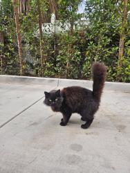 Lost Female Cat last seen University Ave and Sedgwick Ave, Riverside , Riverside, CA 92507