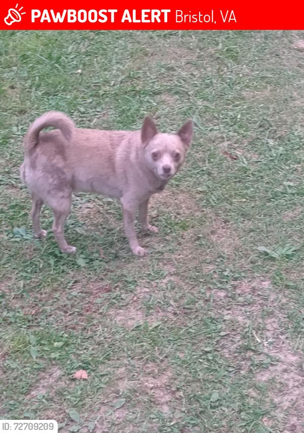 Lost Male Dog last seen Island road, Bristol, VA 24201