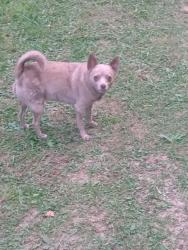 Lost Male Dog last seen Island road, Bristol, VA 24201