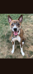 Lost Male Dog last seen 33rd Ave and Union hills , Phoenix, AZ 85027